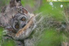 sportive lemur